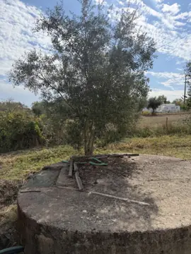 Farm with T2 house in Ladoeiro (photo 12)