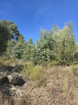 Terreno rústico com 12 000 m² na Lousa (foto 3)